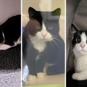 Trio of cute rescue cats on the hunt for new outdoor homes