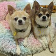 The inseparable chihuahuas, eight-year-old Jewel and five-year-old Teddy, were recently taken in by Dogs Trust Glasgow
