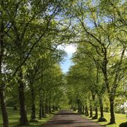 Reader Georgia Bruce took this stunning shot of an avenue of trees at Bellahouston Park Glasgow ..
