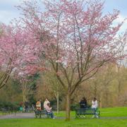 Here's where to see cherry blossom trees in bloom at Glasgow park