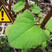 The Japanese knotweed hotspots in and around Glasgow were shared by the invasive plant specialists over at Environet
