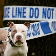 'XL-bully' on the loose after another hound brutally attacked man