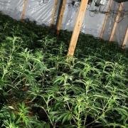 Cannabis farm uncovered on East End street in early hours