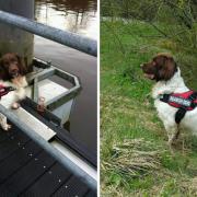 Hero River Clyde search dog who helped Glasgow families sadly dies