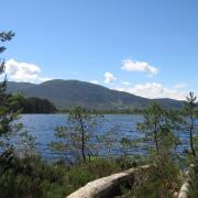 Loch Garten is home to all sorts of birds, including the 'charasmatic' and 'punky' crested tit.