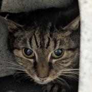 Sarah's journey to the centre unfortunately began due to the passing of her previous owner, leaving her with nowhere else to go.
