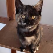 Three gorgeous cats from Glasgow's Cats Protection Centre and Branch are searching for their forever homes.