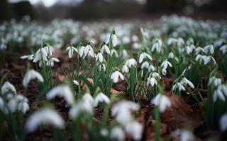 6 best places to see snowdrops in Scotland this Spring (PA)