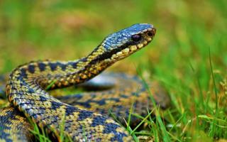 Warning after 'dog bitten by snake' in city park