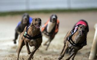 'Cruel and barbaric': the Greens want to ban Greyhound racing in Scotland