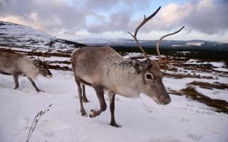 Reindeer  in the Cairngorms National Park
