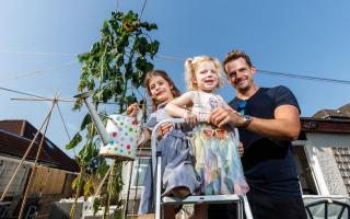 Bearsden father and daughter grow impressive sunflower in back garden