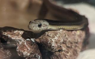Airdrie snake reunited one year after it escaped