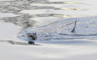 Otter spotted swimming in River Clyde