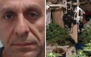 Hundreds of cannabis plants found in Glasgow bank in organised crime bust