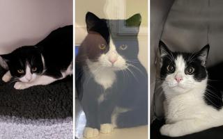 Trio of cute rescue cats on the hunt for new outdoor homes