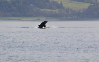 Video: Killer whales spotted in River Clyde