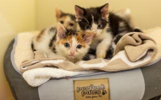 The Scottish SPCA is helping to spread the word about neutering on World Spay Day 2026