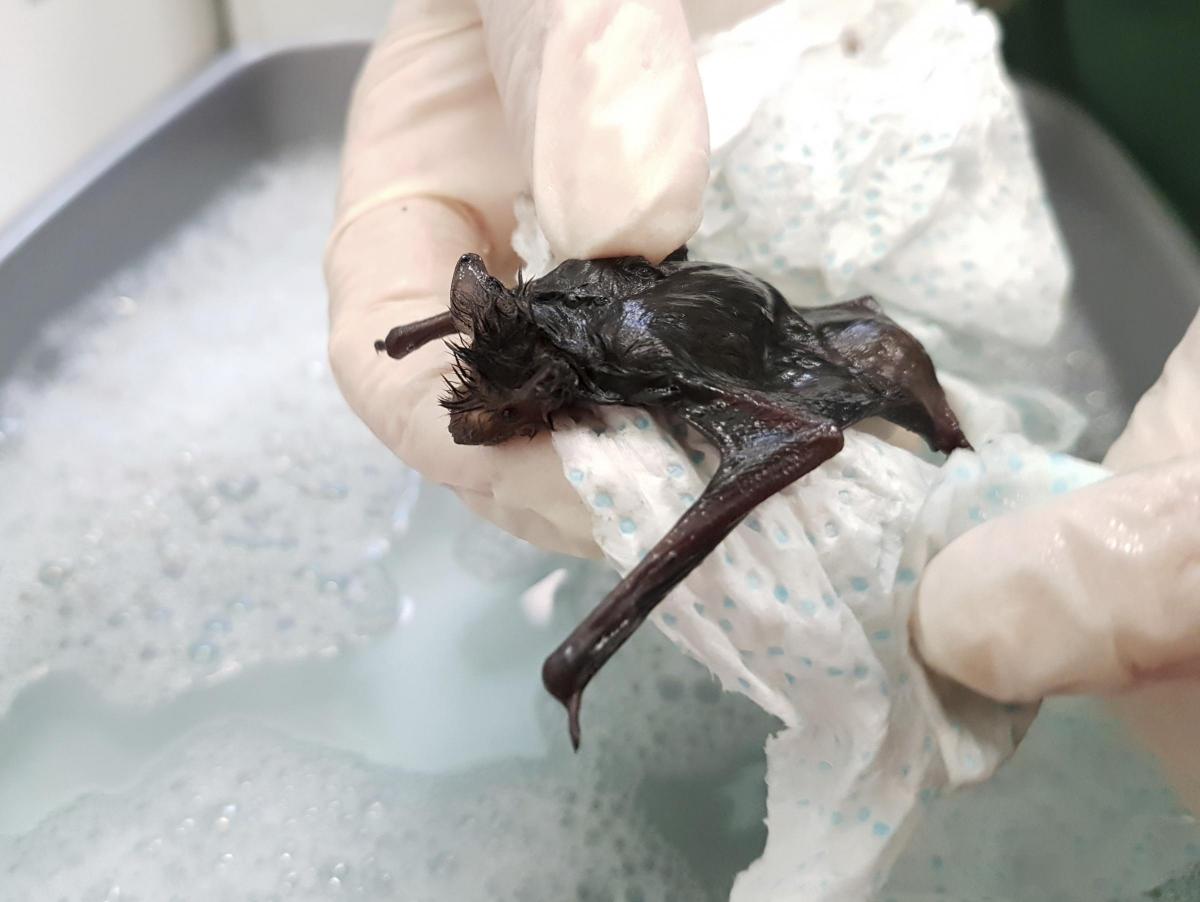 Bat stuck on fly paper freed with butter on cotton buds - BBC News