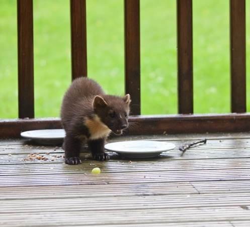 Pine marten: the cutest UK animal you've probably never heard of | Glasgow  Times