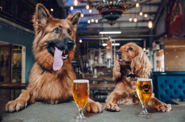 Brewdog lives up to name with 'paw-ternity leave' if staff get new furry friend